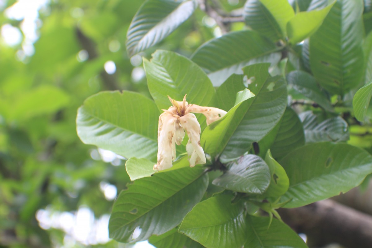 Gardenia gummifera L.f.